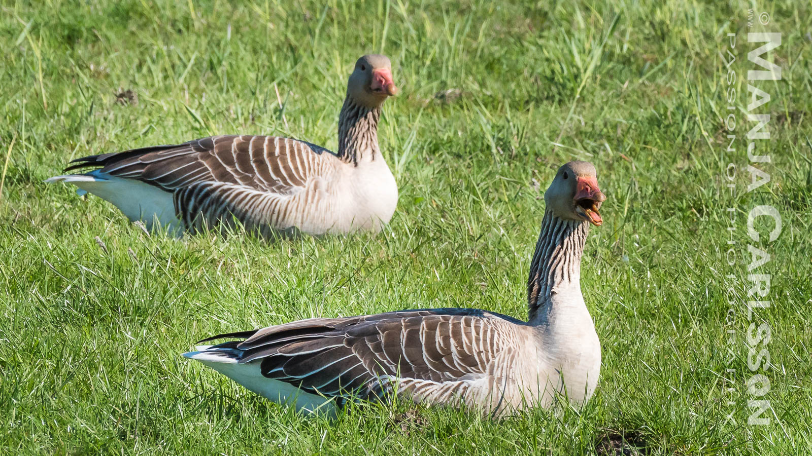 Graugänse auf Wiese