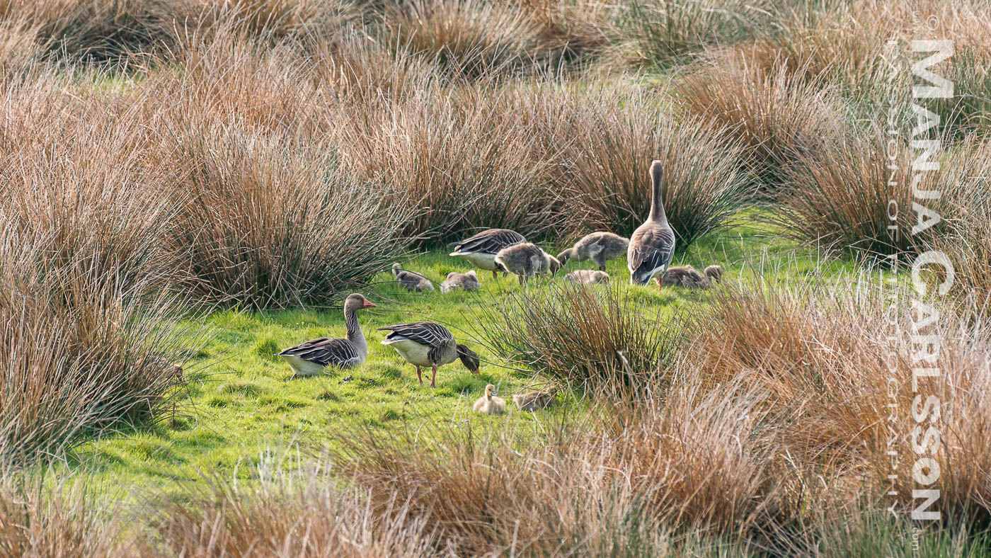 Graugänse mit Nachwuchs auf der Wiese auf Sylt