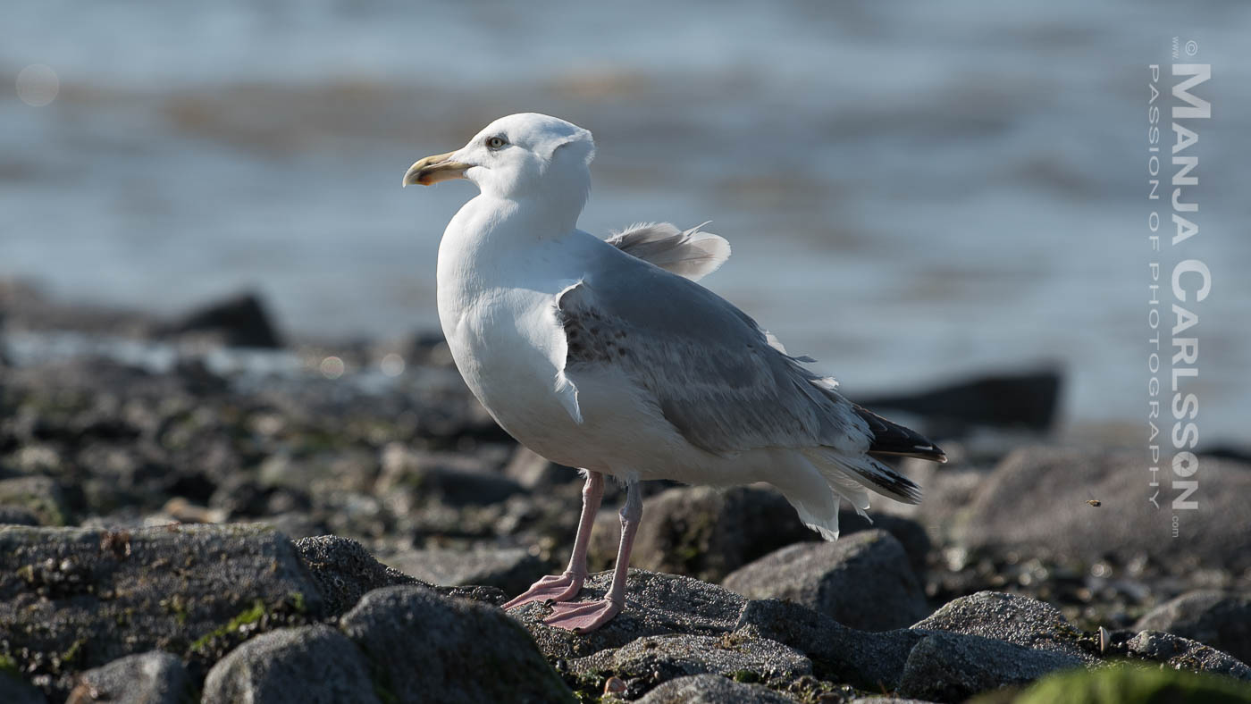 Möwe - Gefieder vom Wind durchgepustet