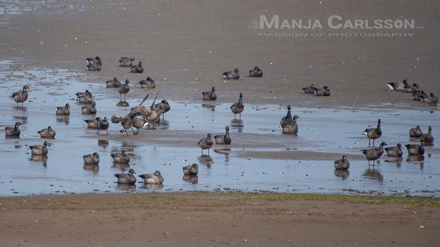 Ringelgänse auf Sylt in der Bucht beim Ellenbogen