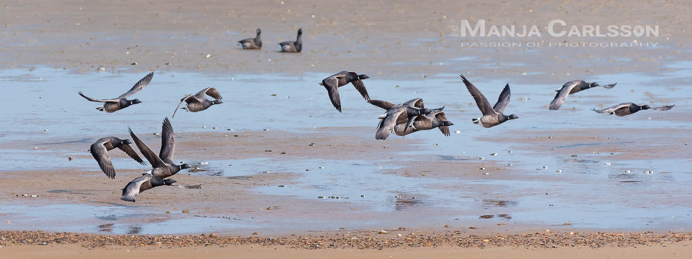 Ringelgänse beim Flugstart in der Bucht beim Ellenbogen