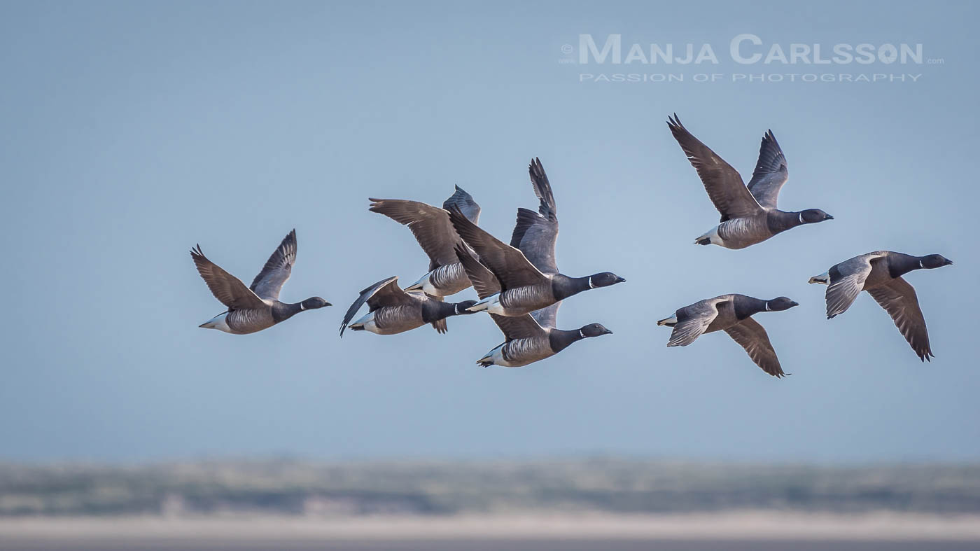 Ringelgänse im Flug in der Bucht beim Ellenbogen