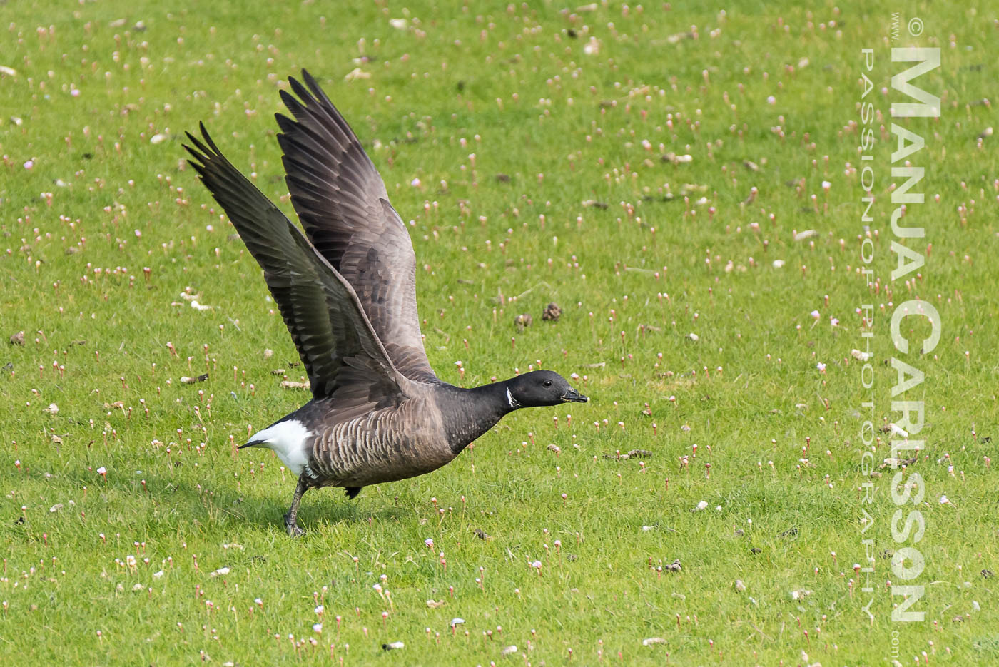 Ringelgans beim Starten (1)