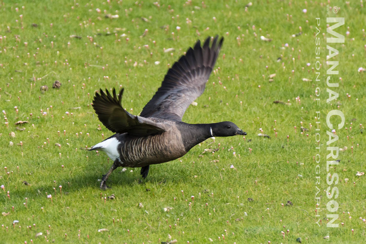 Ringelgans beim Starten (2)