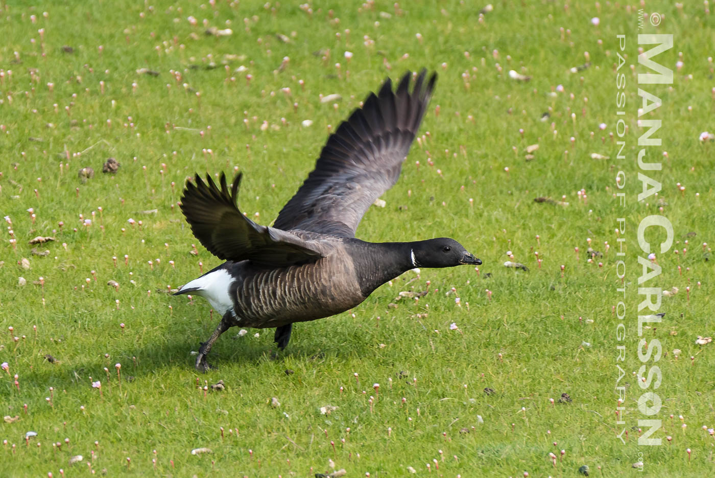 Ringelgans beim Starten (2)