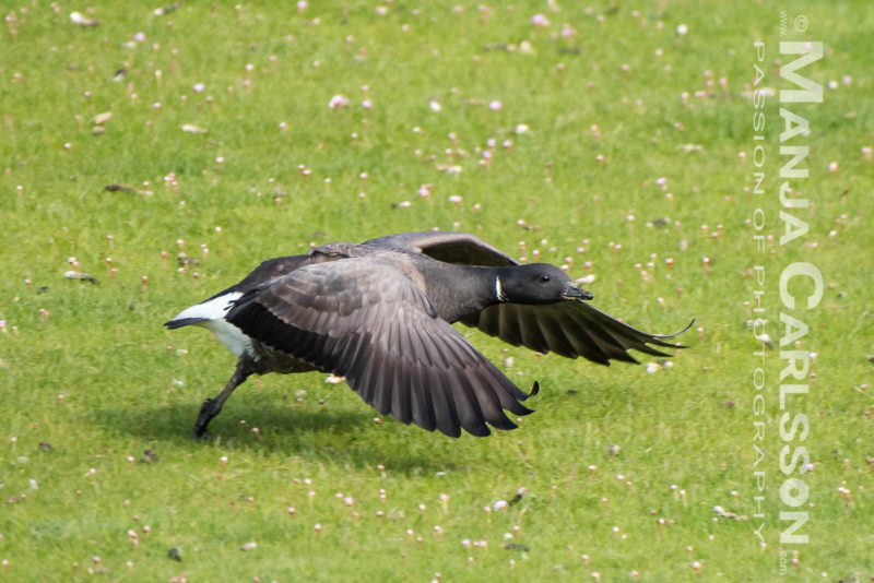Ringelgans beim Starten (3)