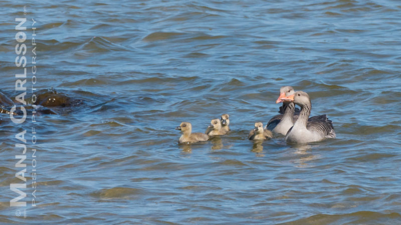 Ringelgansfamilie im Rantum Becken