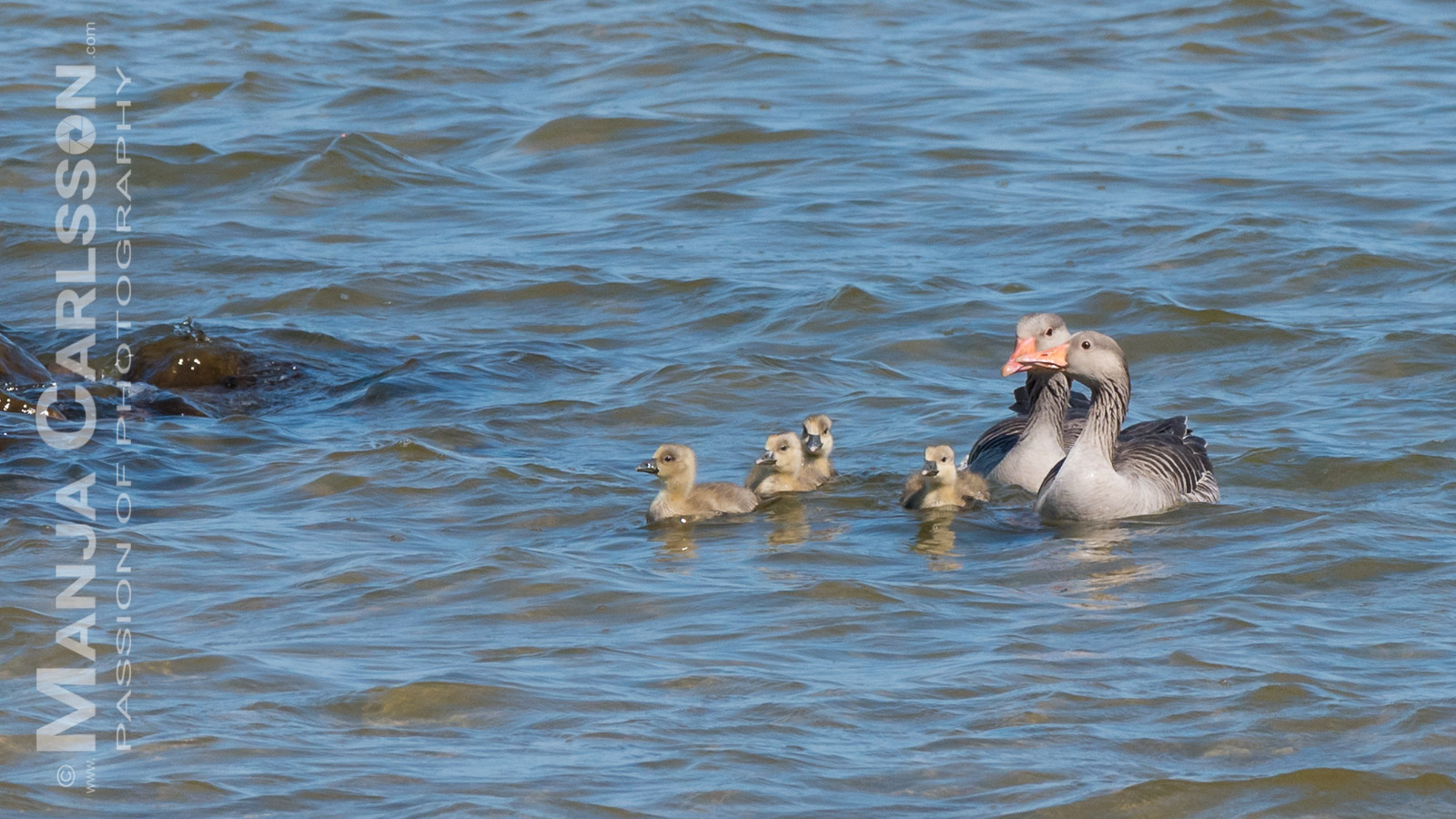 Ringelgansfamilie im Rantum Becken
