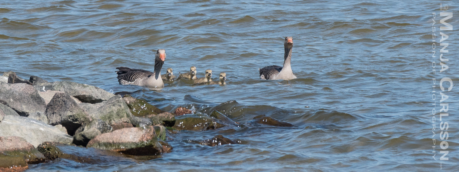 Ringelgansfamilie im Rantum Becken