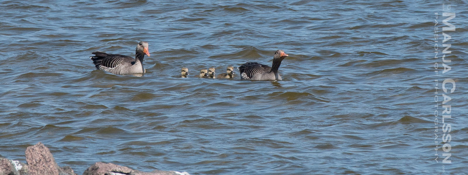 Ringelgansfamilie im Rantum Becken