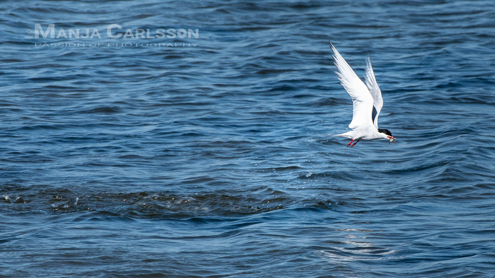 Seeschwalbe fliegt mit dem frisch gefangenem Fisch aus dem Wasser davon