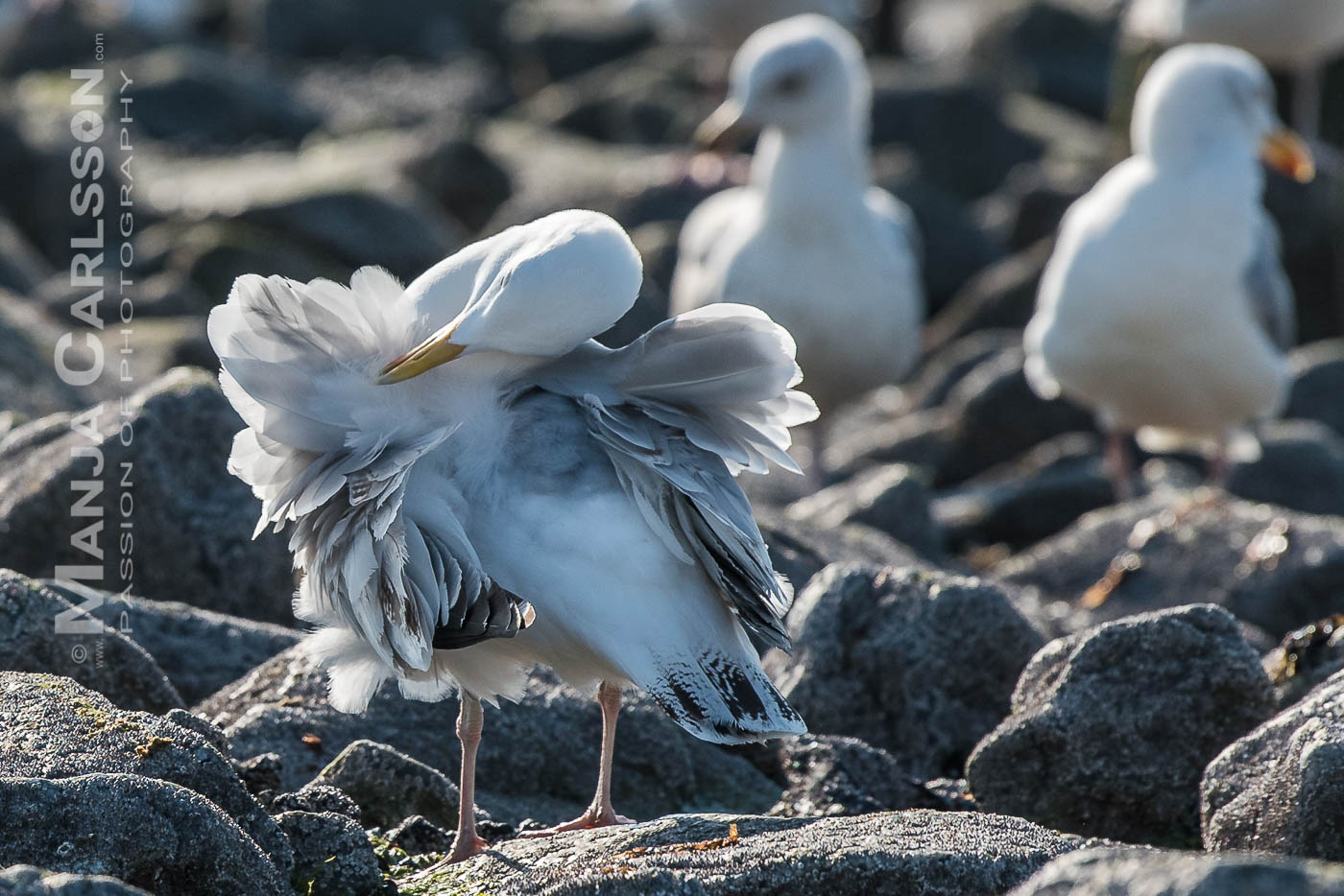 Silbermöwe reinigt ihr Gefieder