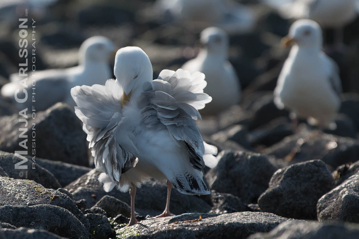 Silbermöwe reinigt ihr Gefieder
