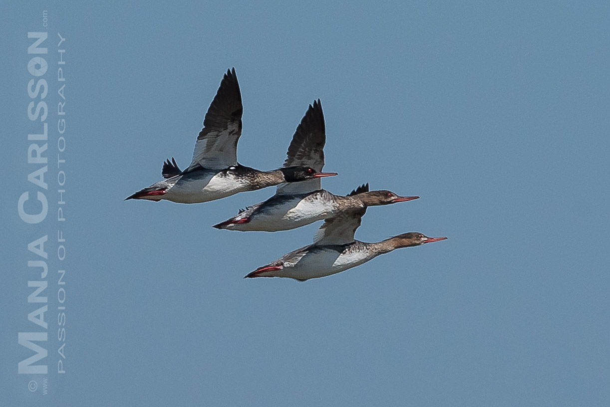 Vögel auf Sylt am Rantum Becken