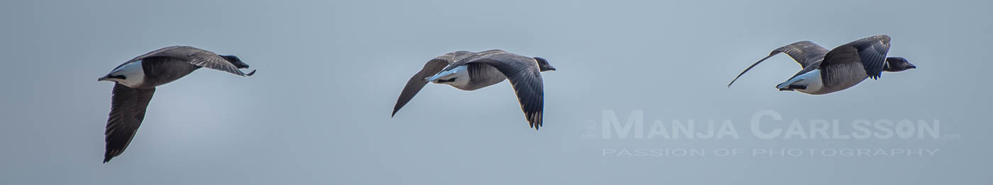 drei Ringelgänse im Flug in der Bucht beim Ellenbogen