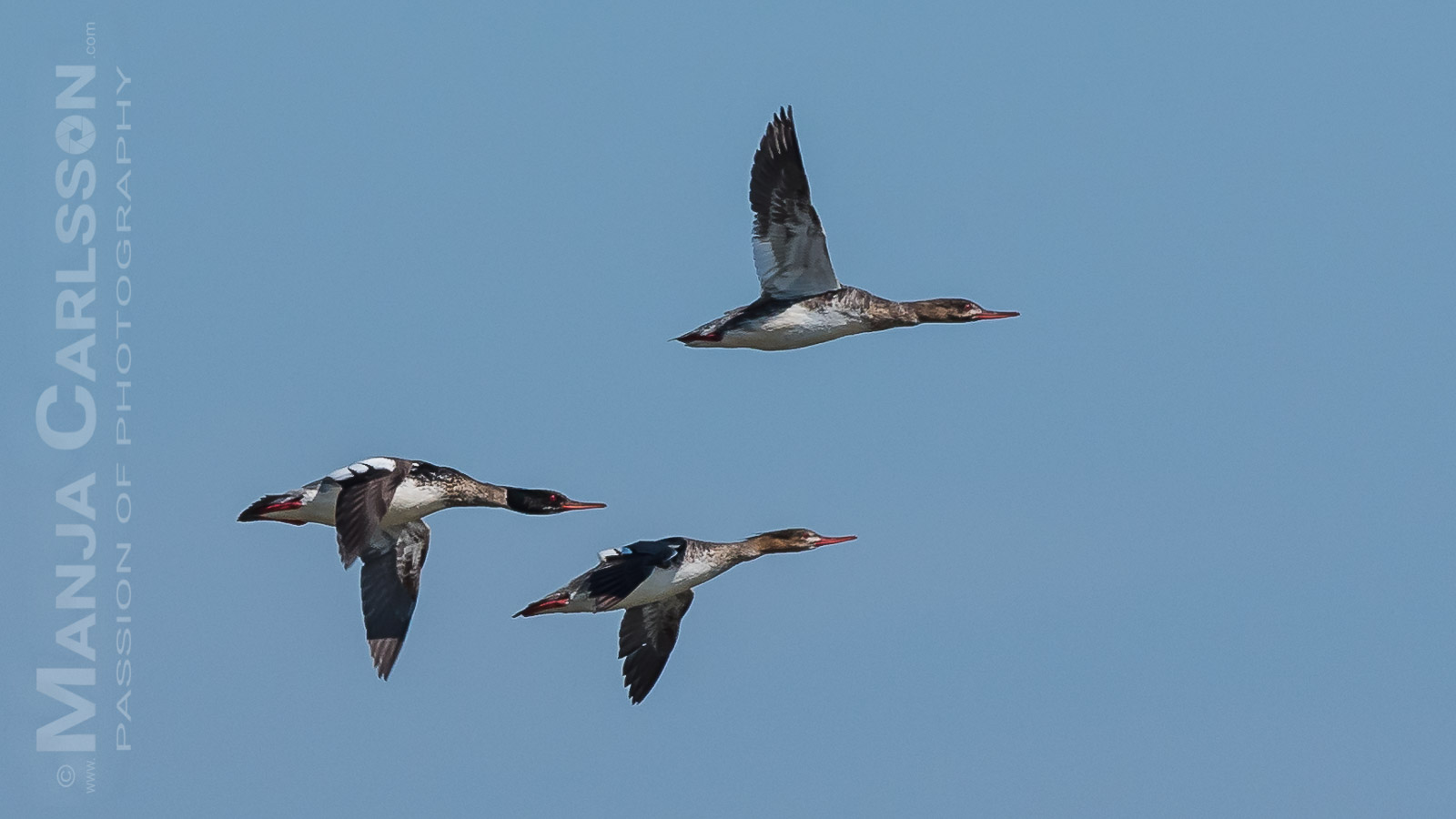 Vögel auf Sylt am Rantum Becken