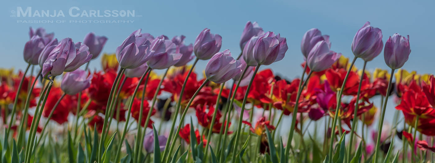 Tulpenmeer in Windböen