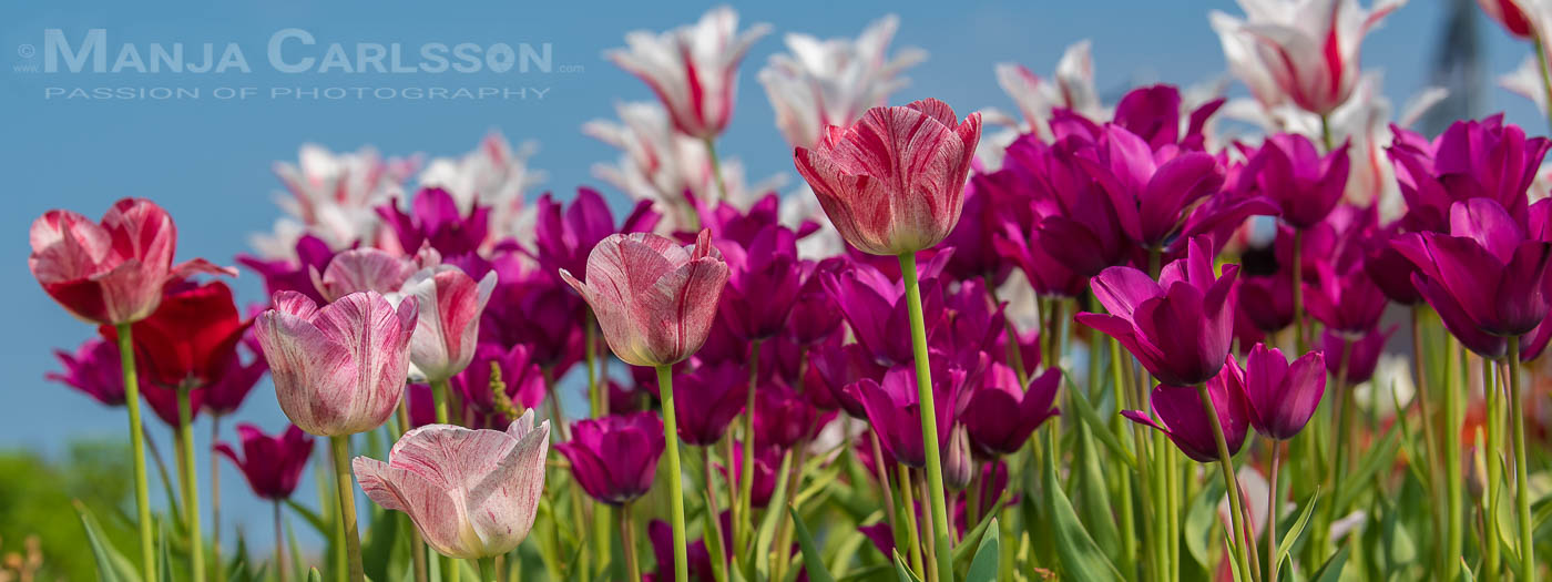 Buntes Tulpenmeer auf der Wiese