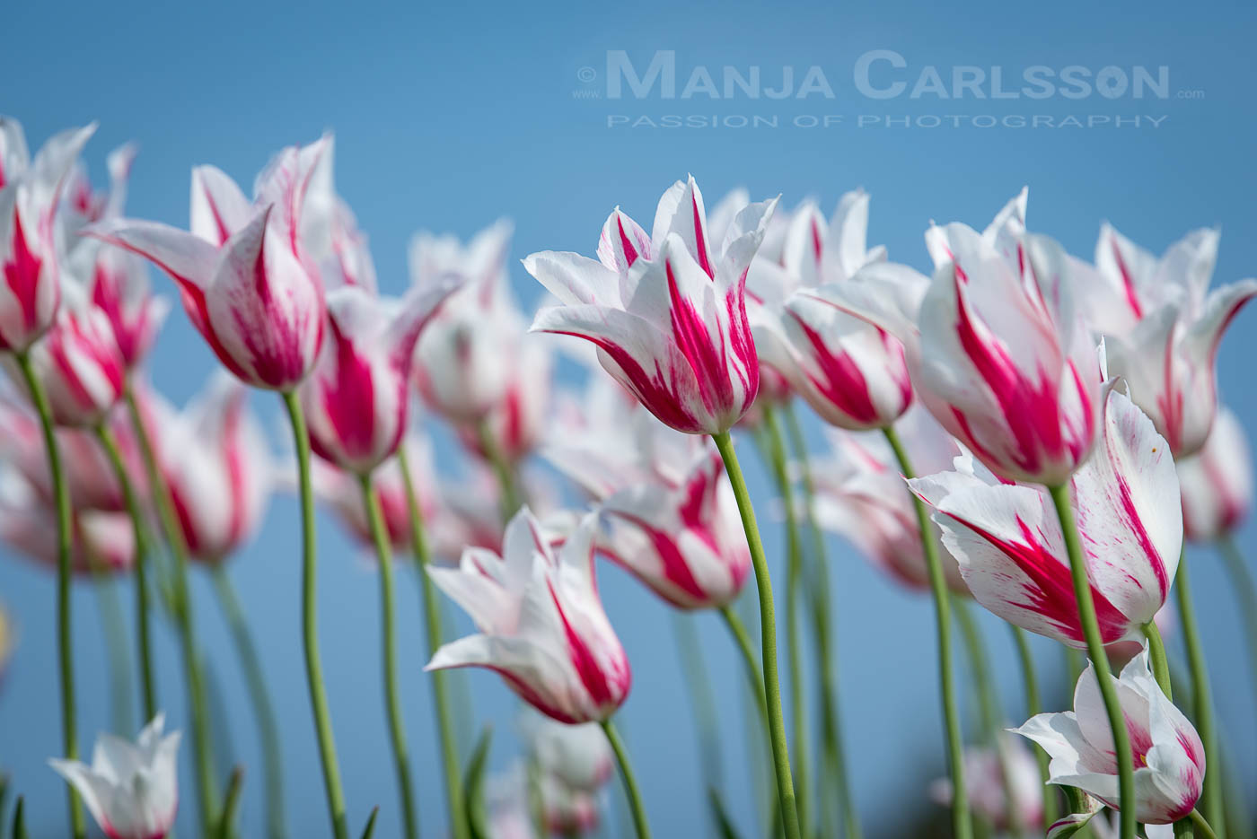 weiß-rosa Tulpen im Wind