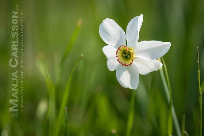 weiße Narzisse im hohen Gras