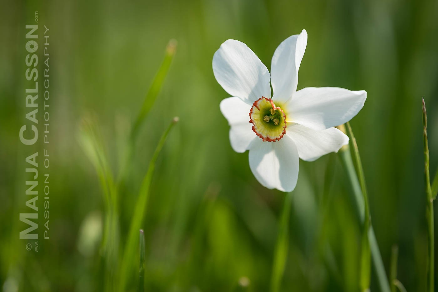 weiße Narzisse im hohen Gras