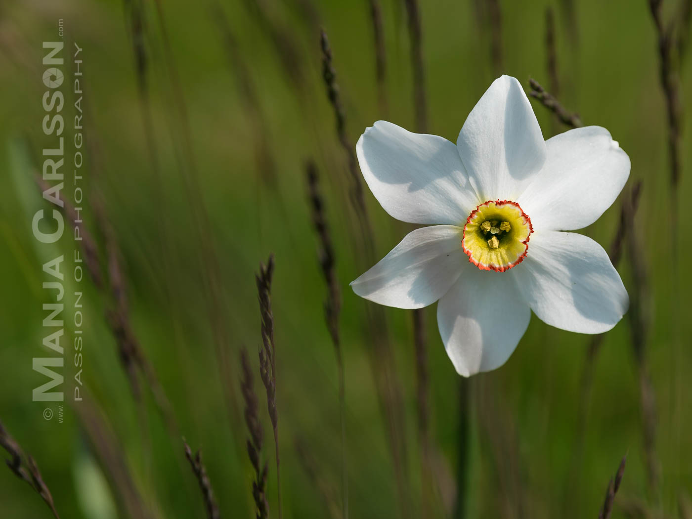 weiße Narzisse im hohen Gras