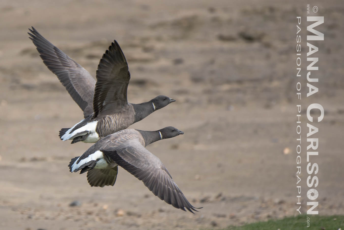 zwei Ringelgänse beim Starten