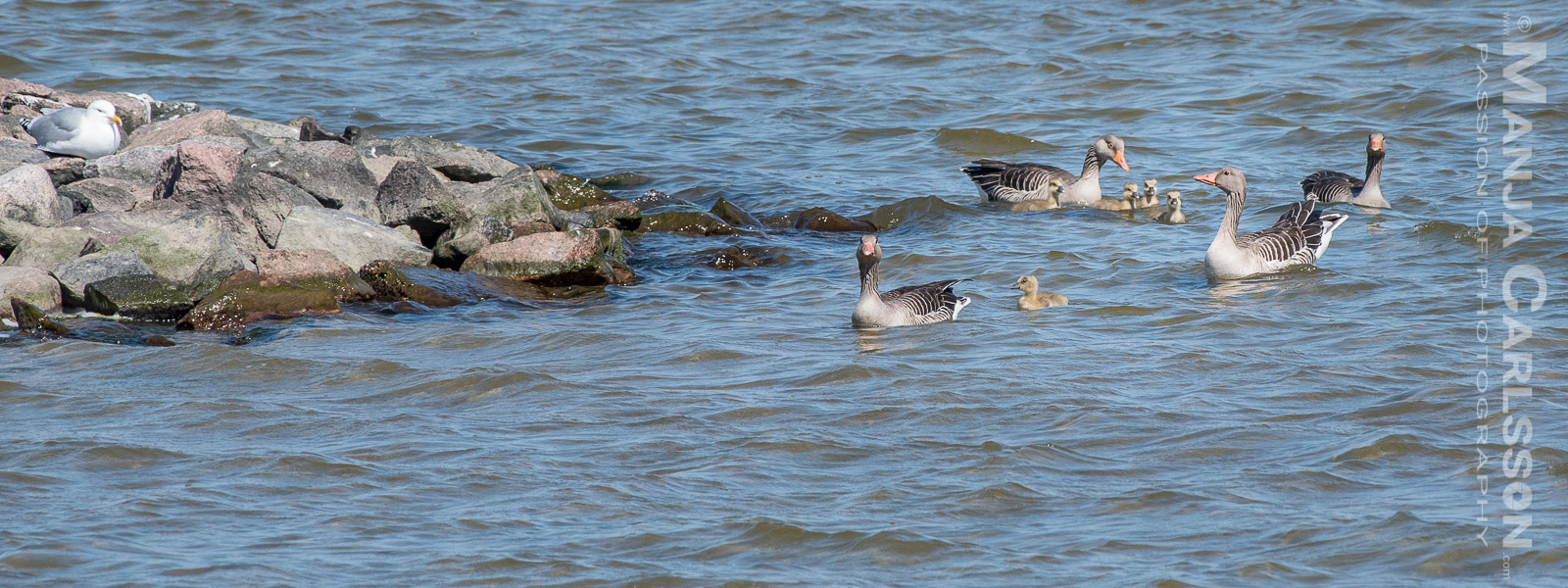 zwei Ringelgansfamilien im Rantum Becken