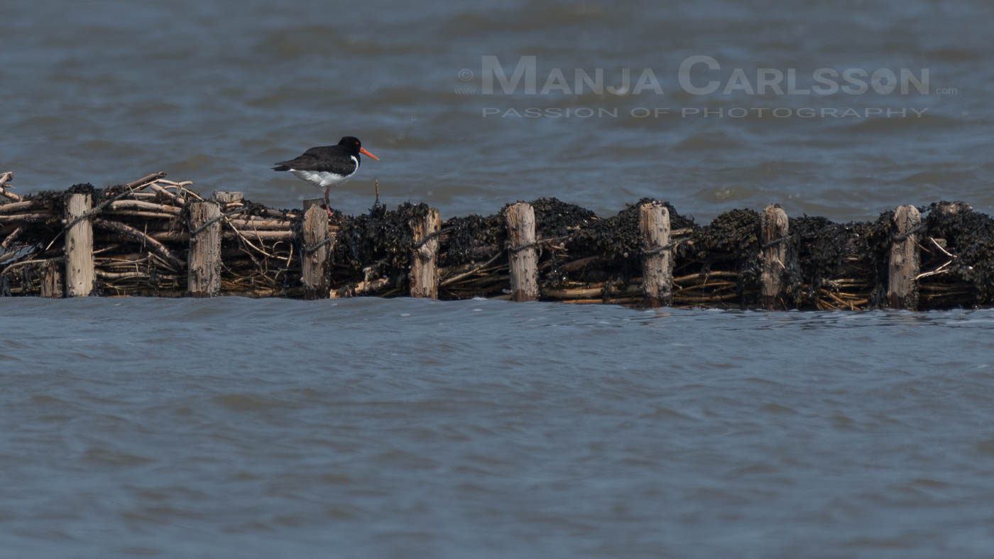 Austernfischer auf Schutzwall im Wattenmeer