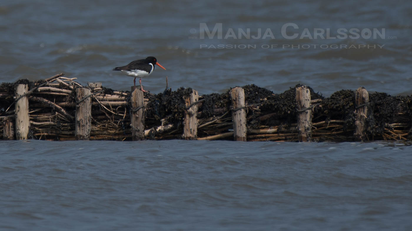 Austernfischer auf Schutzwall im Wattenmeer