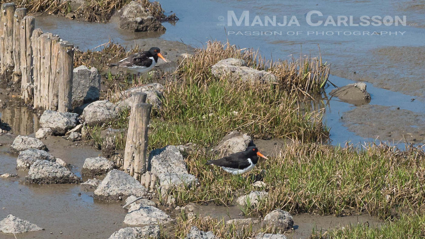 Austernfischerpärchen auf dem Schutzwall im Wattenmeer
