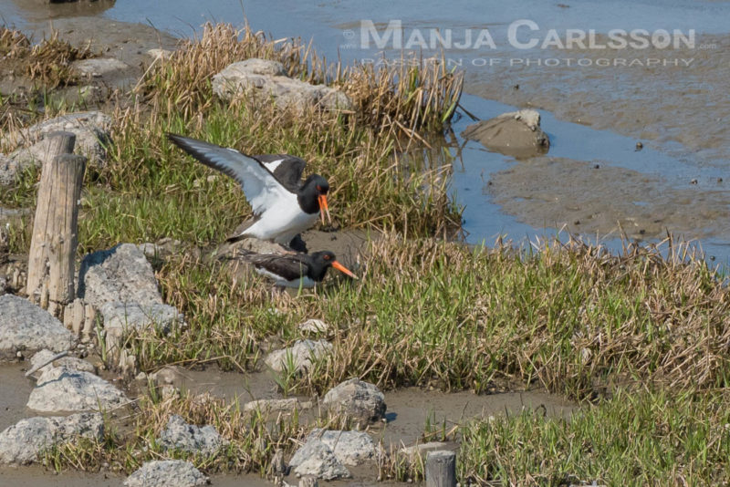Austernfischerpärchen auf dem Schutzwall im Wattenmeer