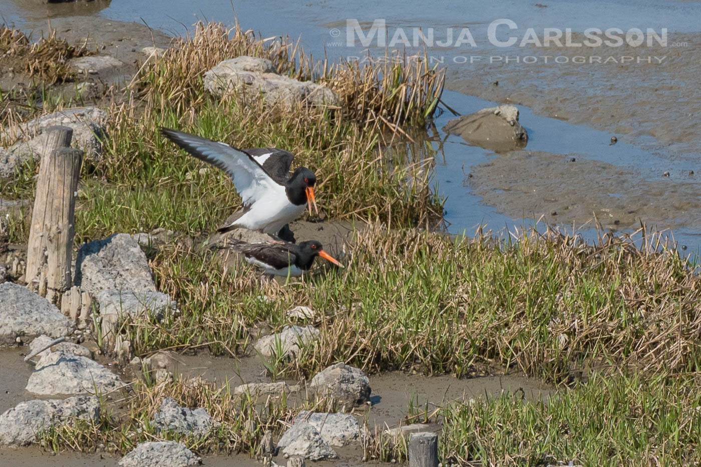 Austernfischerpärchen auf dem Schutzwall im Wattenmeer