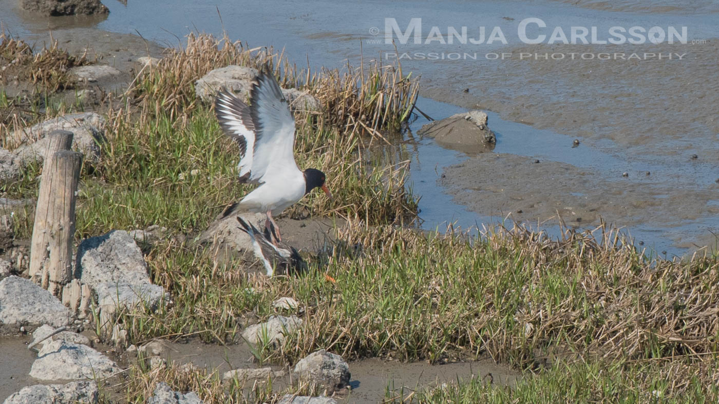 Austernfischerpärchen auf dem Schutzwall im Wattenmeer