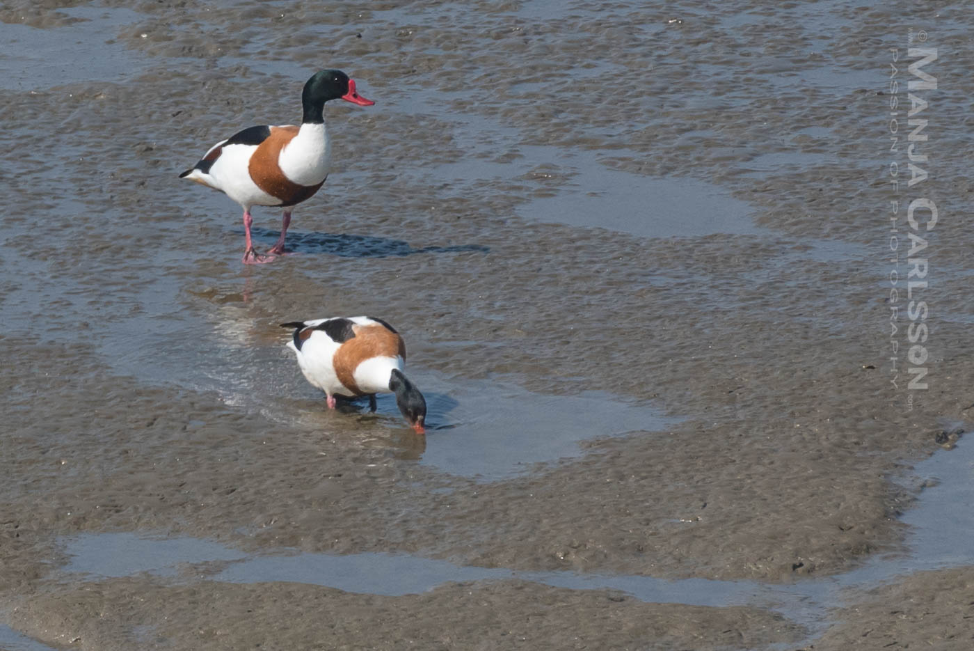 Brandgänse / Brandenten Pärchen im Watt