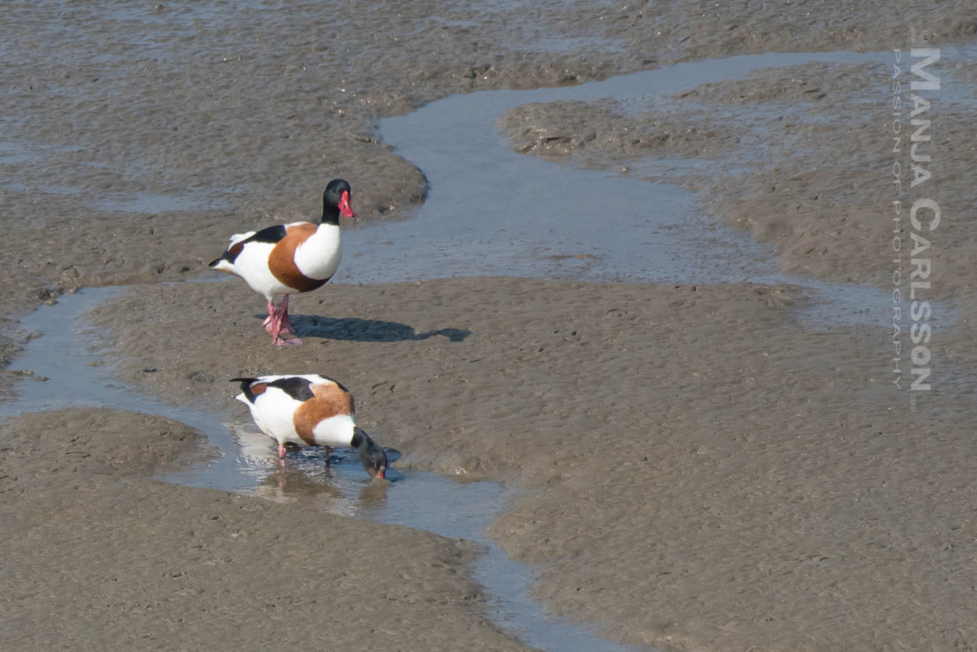 Brandgänse / Brandenten Pärchen im Watt