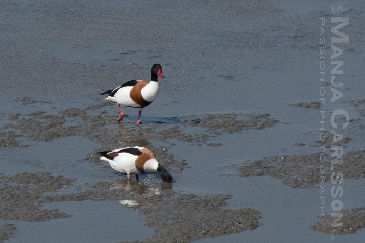 Brandgänse / Brandenten Pärchen im Watt