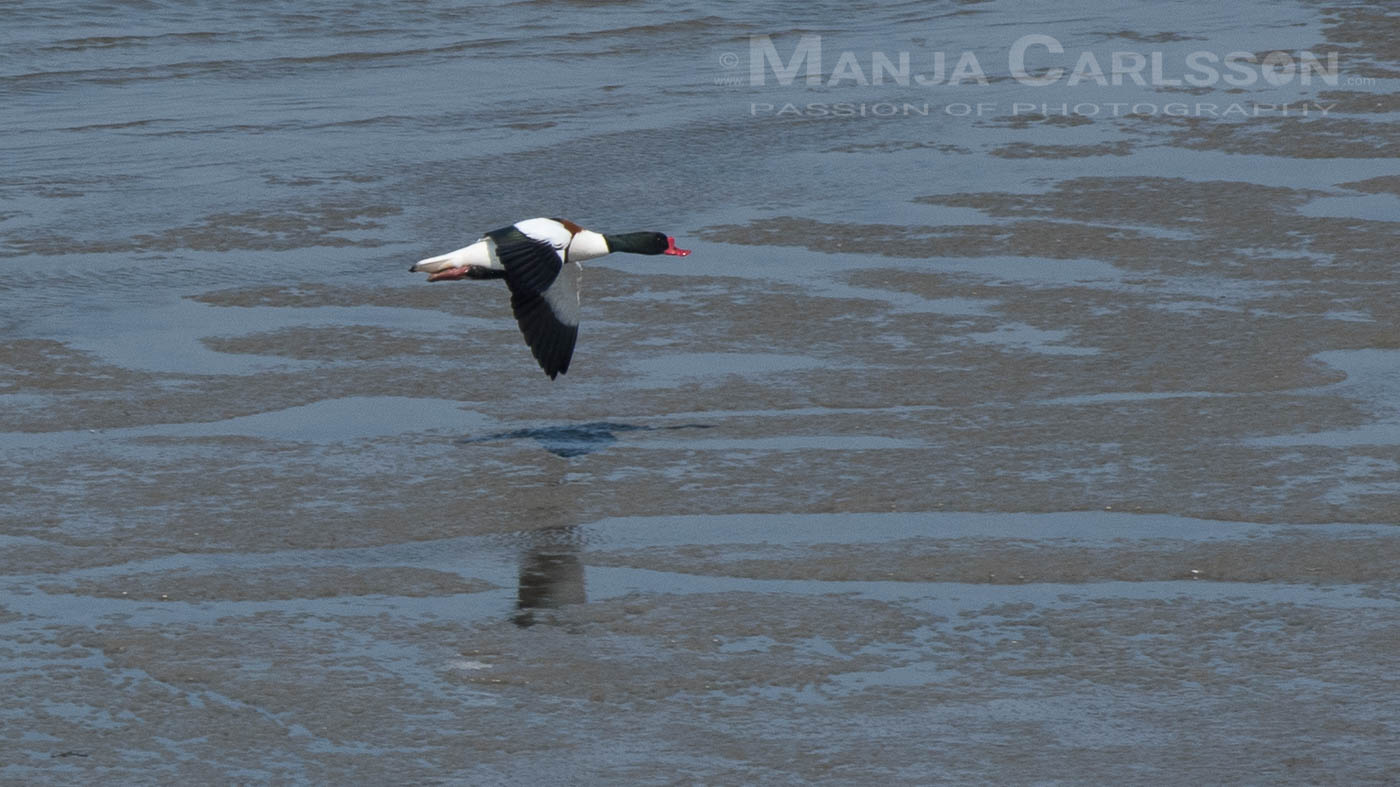 Brandgans / Brandente im Landeanflug