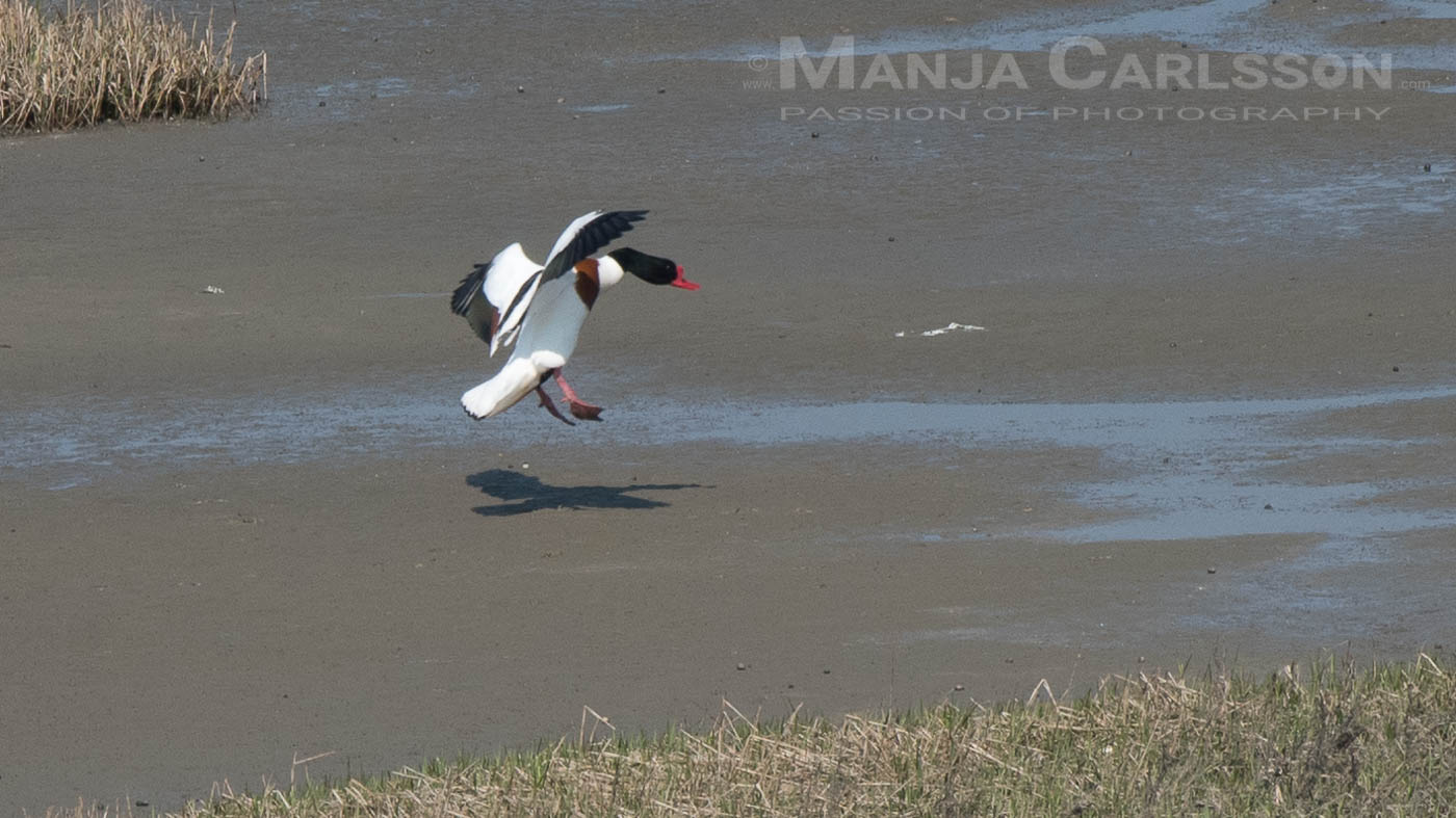 Brandgans / Brandente im Landeanflug