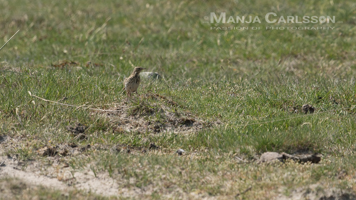 Mein erstes Foto-Erlebnis mit Küstenvögel. Ein kleine unscheinbare Feldlerche aus der Ferne auf der Wiese kaum erkennbar.