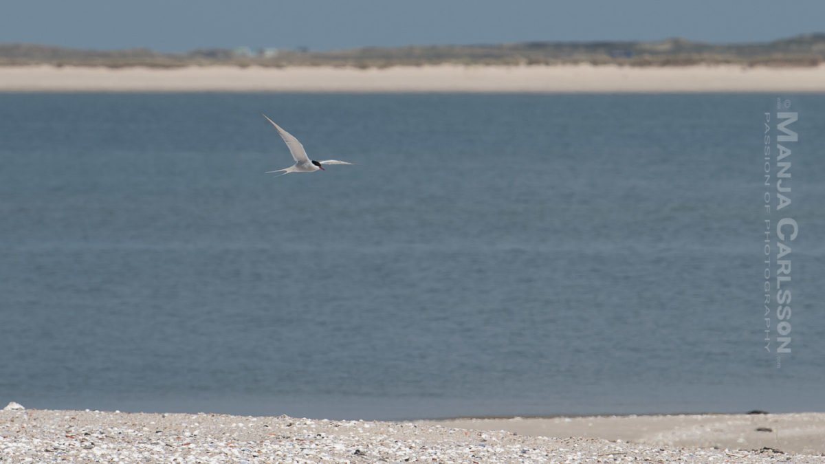 Küstenseeschwalbe auf Sylt am Ellenbogen