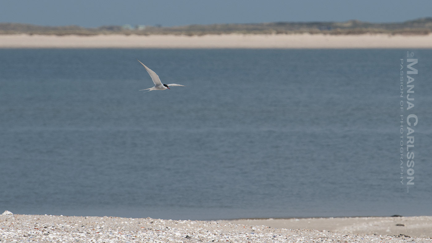 Küstenseeschwalbe auf Sylt am Ellenbogen