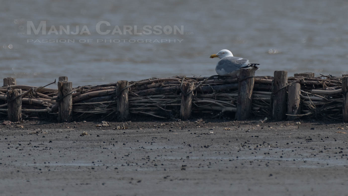 Möwe auf Schutzwall im Wattenmeer