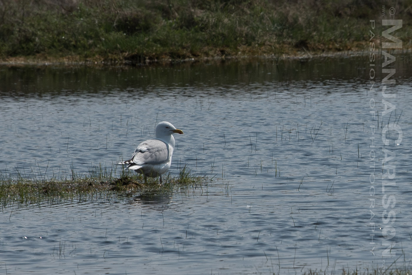 Mein erstes Foto-Erlebnis mit Küstenvögel. Eine Möwe steht auf einer überfluteter Moorwiese bis zu den Knien im Wasser. Den Kopf nach rechts geneigt. Wer beobachtet wen hier?