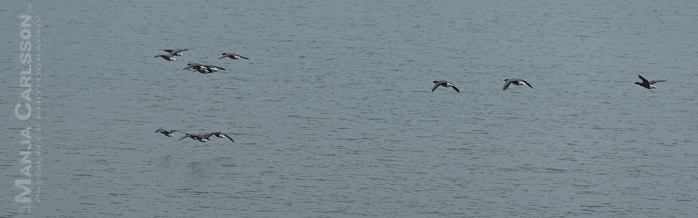 Ringelgänse auf Uthörn - kleine Nebeninsel der nordfriesischen Nordseeinsel Sylt