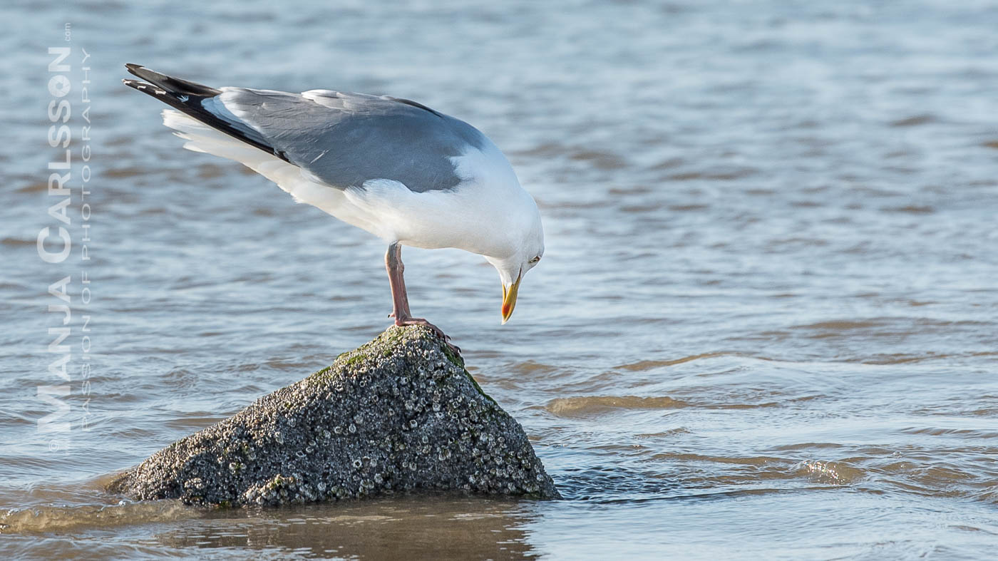 Silbermöwe auf Stein im Wasser auf Futtersuche