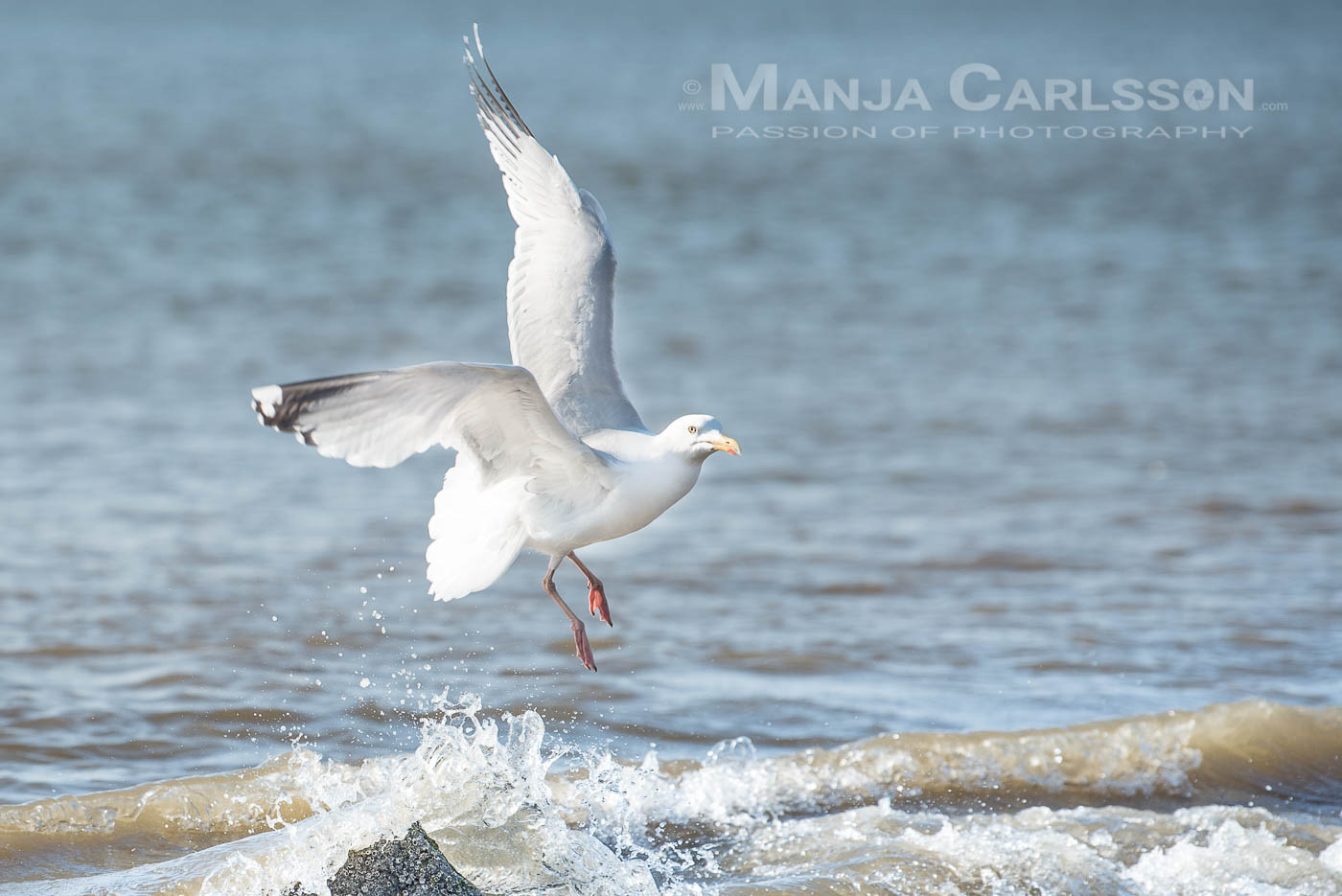Silbermöwe auf Stein im Wasser fliegt los