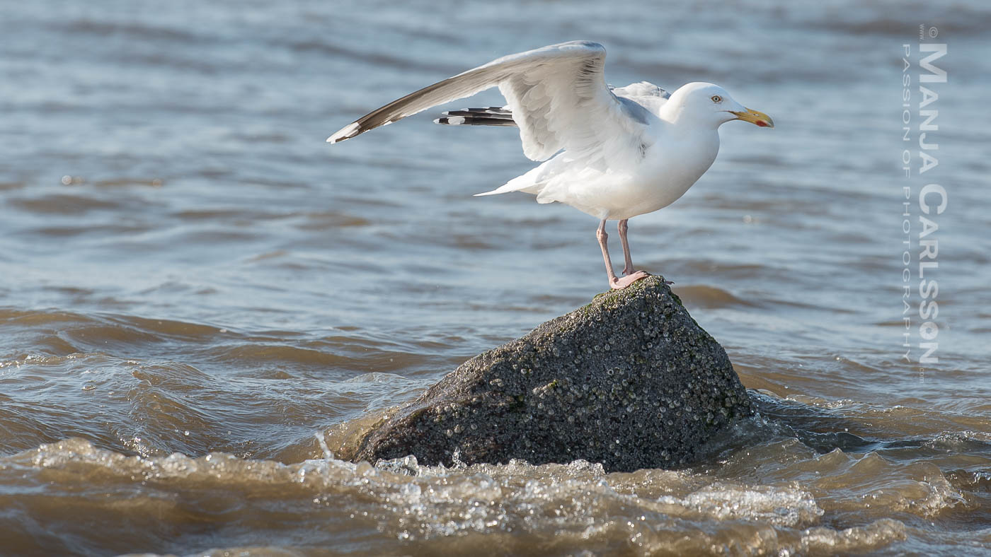 Silbermöwe auf Stein im Wasser