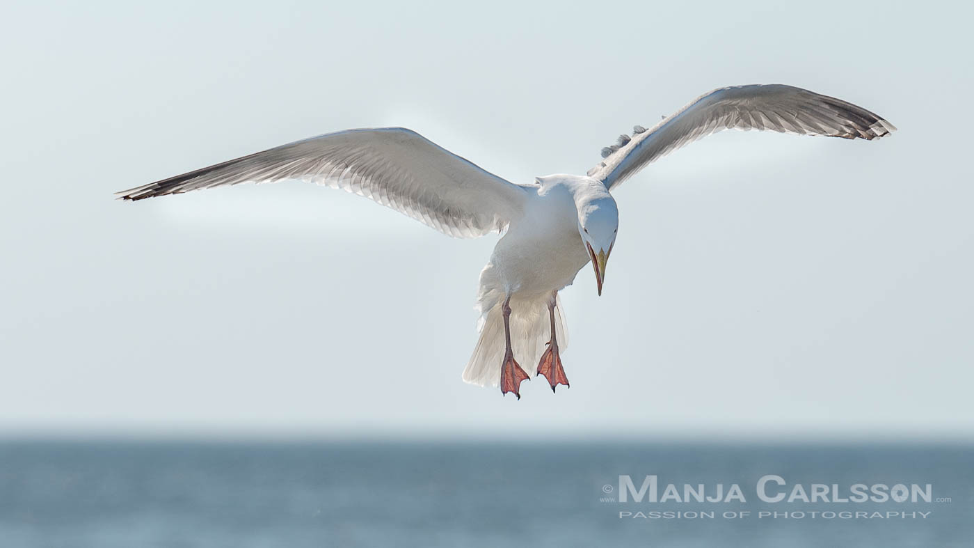 Silbermöwe im Landeanflug - Ankunft mit Möwengeschrei