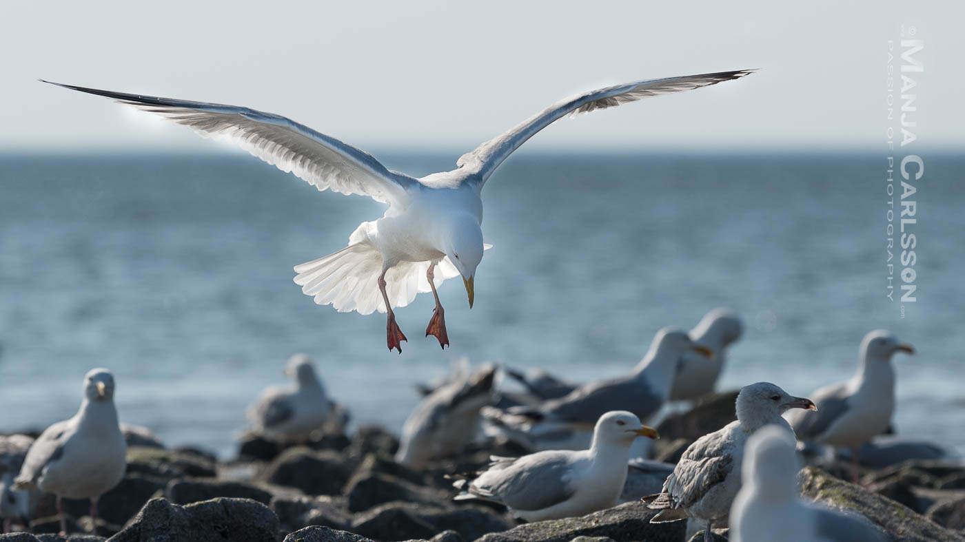 Silbermöwe im Landeanflug - kurz vorm Aufsetzen